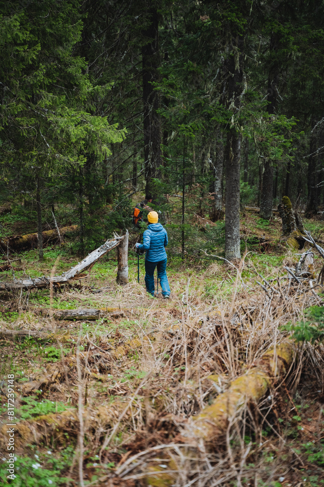 A person wearing a blue jacket strolls through a woodland area A person wearing a blue jacket strolls through a woodland area