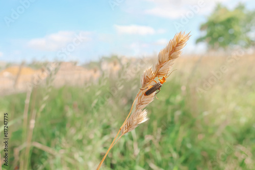 orange Cantharidae beetle on a spikelet in a field under a blue sky