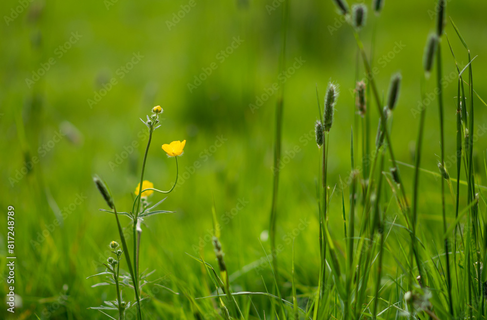 Beautiful yellow flower in the green Irish field. Beautiful yellow flower in the green Irish field.