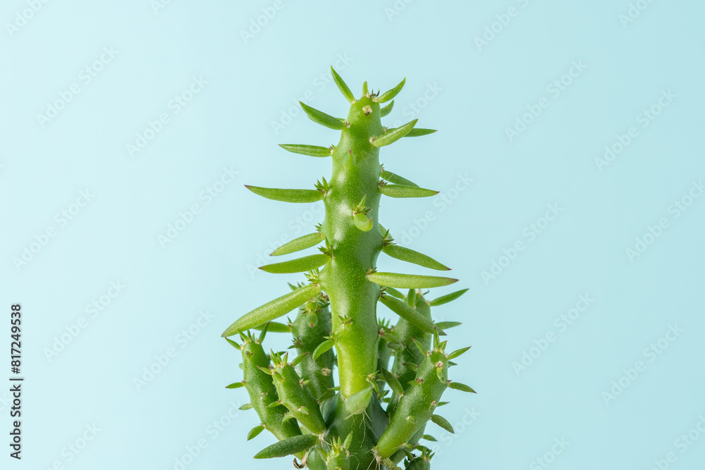 Naklejka premium Close-up view of green cactus on bright blue background. Minimal composition.