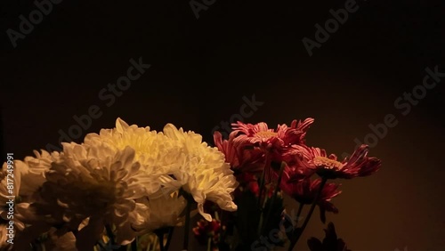 Slow motion chrysanthemums on black background. Blooming chrysantens on black background. Slow motion of blooming flowers. Concept of sad mood, blooming flowers. photo