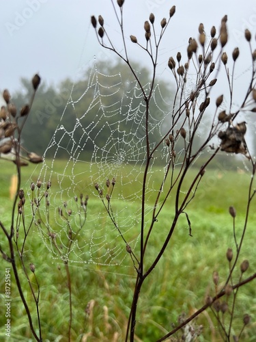 spider web with dew drops