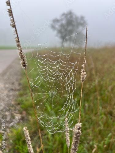 Spinnweben