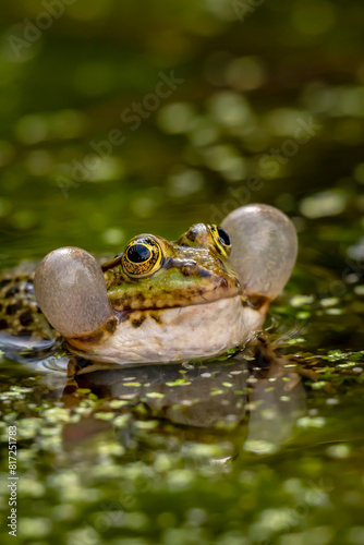 Frog calling in water. One breeding male pool frog crying with vocal sacs on both sides of mouth. Pelophylax lessonae.
