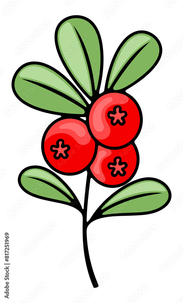 Cowberry, lingonberry, cranberry or foxberry. Red bilberry, berries, red whortleberry or red huckleberry, illustration