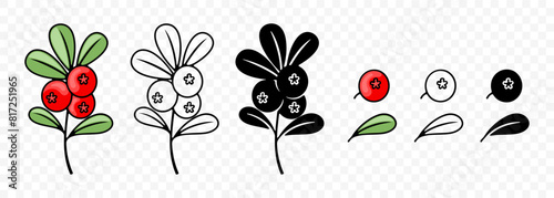 Cowberry, lingonberry, cranberry or foxberry, graphic design. Red bilberry, berries, red whortleberry or red huckleberry, vector design and illustration