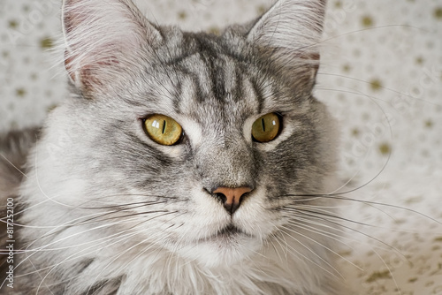 Cat. Pet. Portrait of a funny Maine Coon cat.