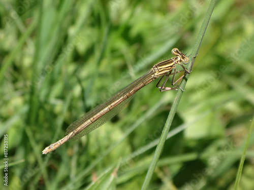 White-legged damselfly (Platycnemis pennipes), also known as blue featherleg, female perching on a blade of grass