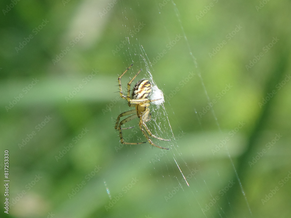 Cricket bat spider (Mangora acalypha), female in her web Cricket bat spider (Mangora acalypha), female in her web