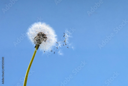 Dandelion Seeds Blowing in the Wind © vetre