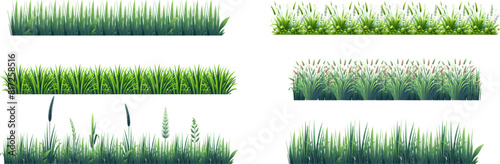 Green grass seamless border. Bunch of spring grass. Realistic meadow . Green field. Spring botanical elements . Tufts of gardens plants .Lawn grass. Spikelet