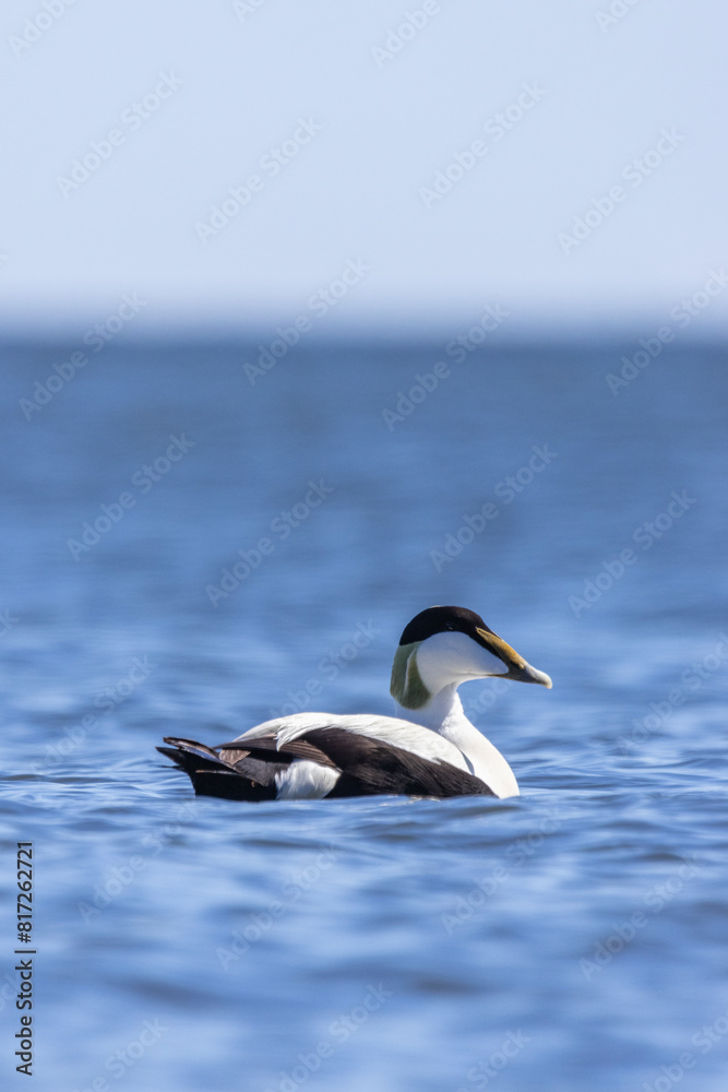 Fototapeta premium A male eider in Finland