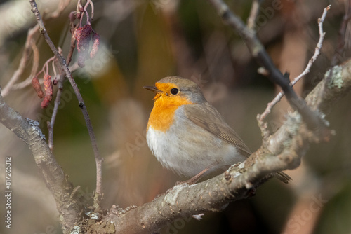 A robin  Erithacus rubecula 