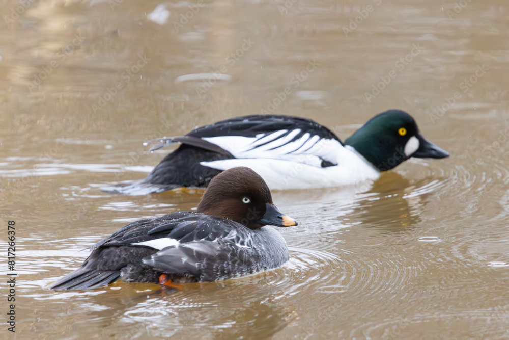 Fototapeta premium A common goldeneye in Finland