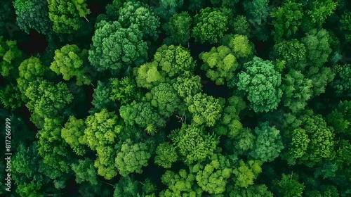  An aerial perspective of a forest with many trees in the foreground and fewer in the background