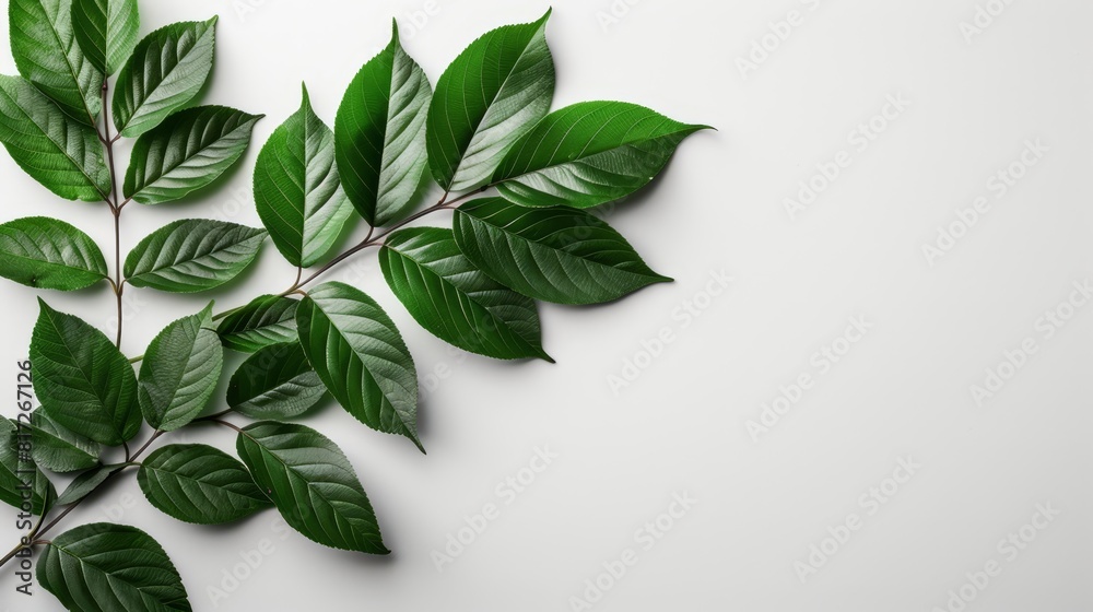 A tree branch with green leaves against a white background A tree branch with green leaves against a white background