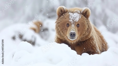  A large brown bear atop a snowy mound, adjacent to a ground-level snowpile