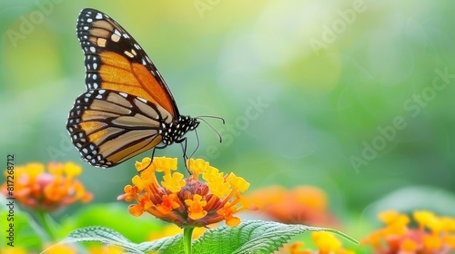  A tight shot of a butterfly atop a flower amidst an orange and yellow bloom field  background softly blurred