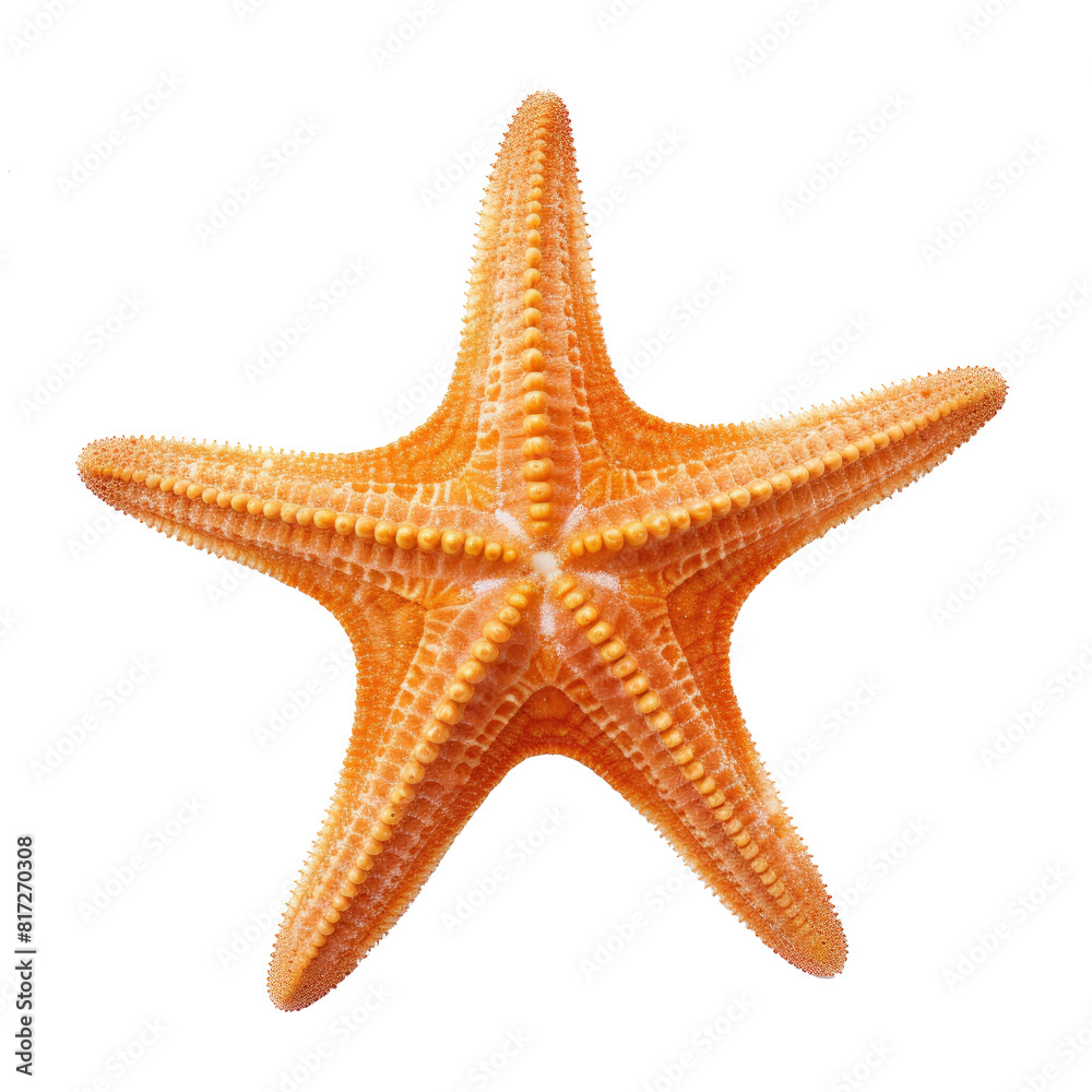 Elegant Starfish Isolated on Transparent Background Elegant Starfish Isolated on Transparent Background