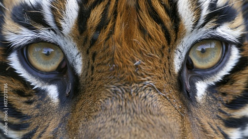  A tight shot of a tiger s face  displaying intricate brown and black stripe patterns  and piercing blue eyes