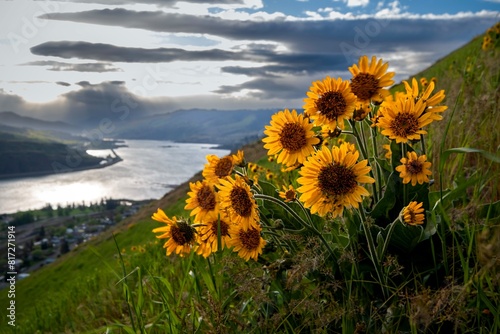 Obraz na plátně Sunflowers in the mountains
