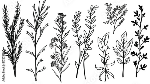Set of hand drawn Italian Provencal and Greek herbs photo