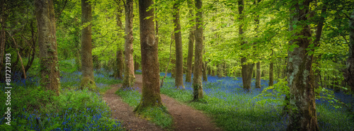bluebell wood Cornwall England UK 