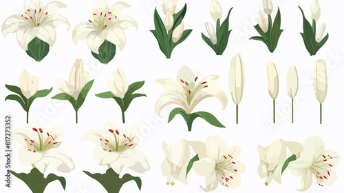 Set of hand drawn white lily flowers in side and to