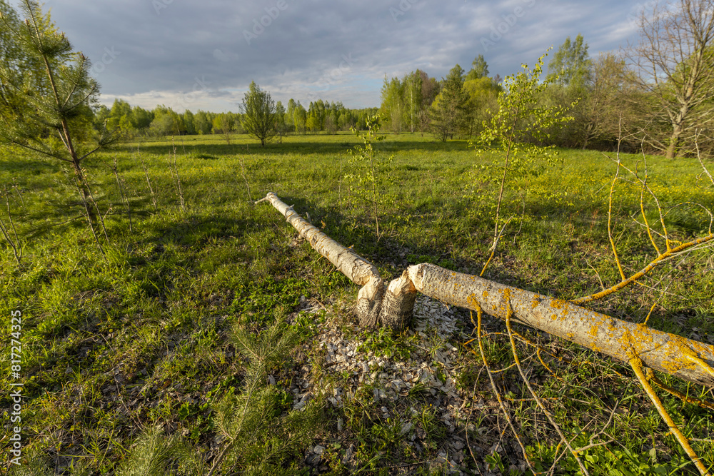 Fototapeta premium A tree gnawed by beavers lies on the grass. An aspen trunk on the ground, Beaver teeth marks on the tree.