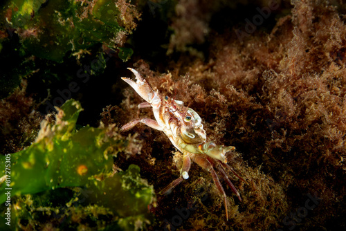 Crab  Liocarcinus depurator  in natural habitat
