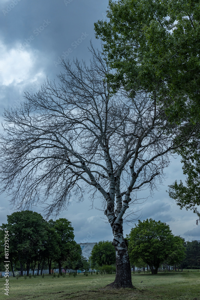 A leafless deciduous tree with a textured white bark stands prominently in an open field, contrasting with a green, leafy tree nearby under an overcast sky with distant urban buildings A leafless deciduous tree with a textured white bark stands prominently in an open field, contrasting with a green, leafy tree nearby under an overcast sky with distant urban buildings
