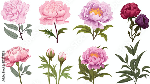 Set of peony flowers bud leaves hand drawn sketch s