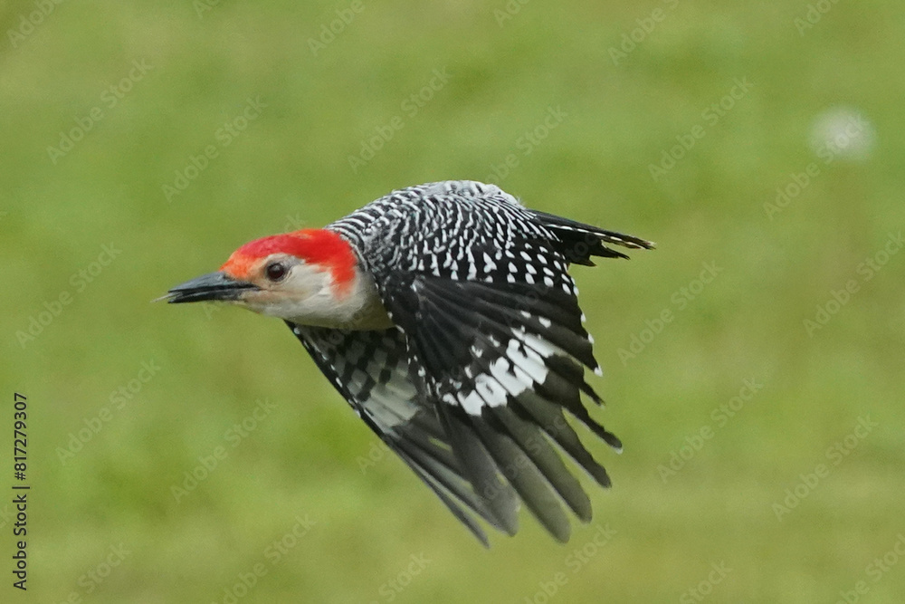 Red Bellied Woodpecker eating orange slices and then flying away Red Bellied Woodpecker eating orange slices and then flying away