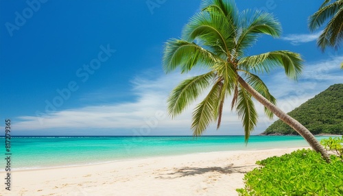 palm tree over a tropical beach