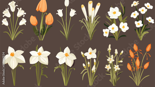 Set of summer flowers daffodil snowdrop crocus sket