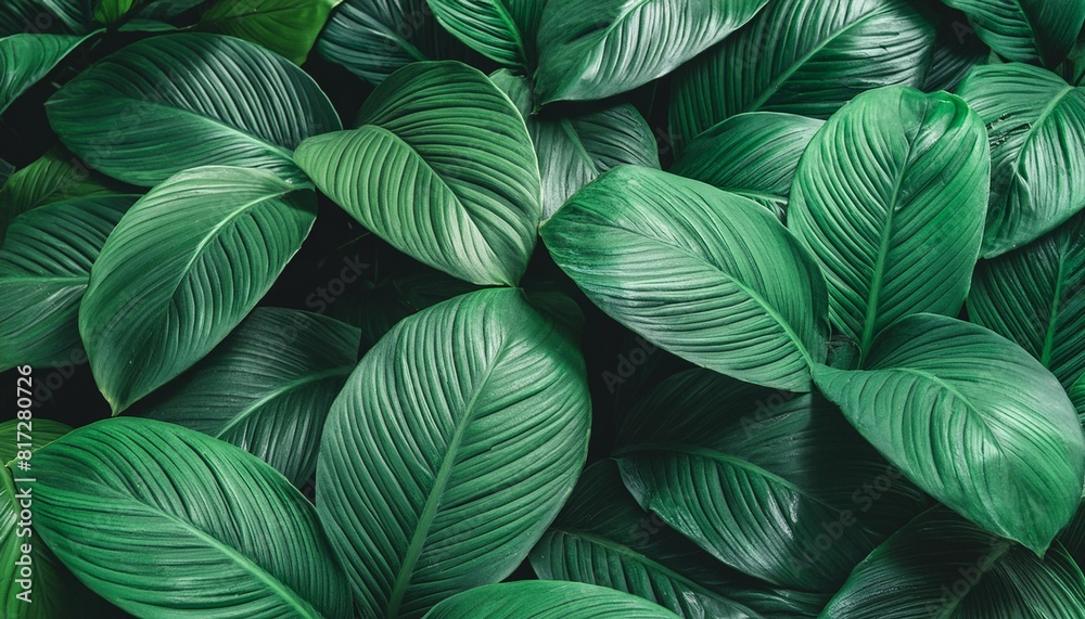closeup nature view of tropical leaves background dark nature concept