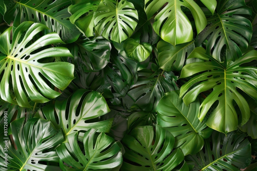 Frame of Green Leaves: Monstera Foliage in Natural Plant Setting Frame of Green Leaves: Monstera Foliage in Natural Plant Setting