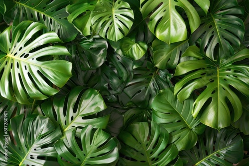 Frame of Green Leaves: Monstera Foliage in Natural Plant Setting