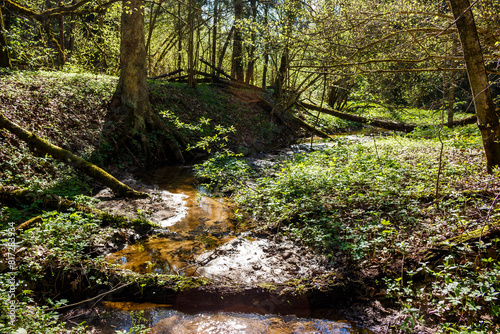 A small picturesque stream running in a wild sunny forest