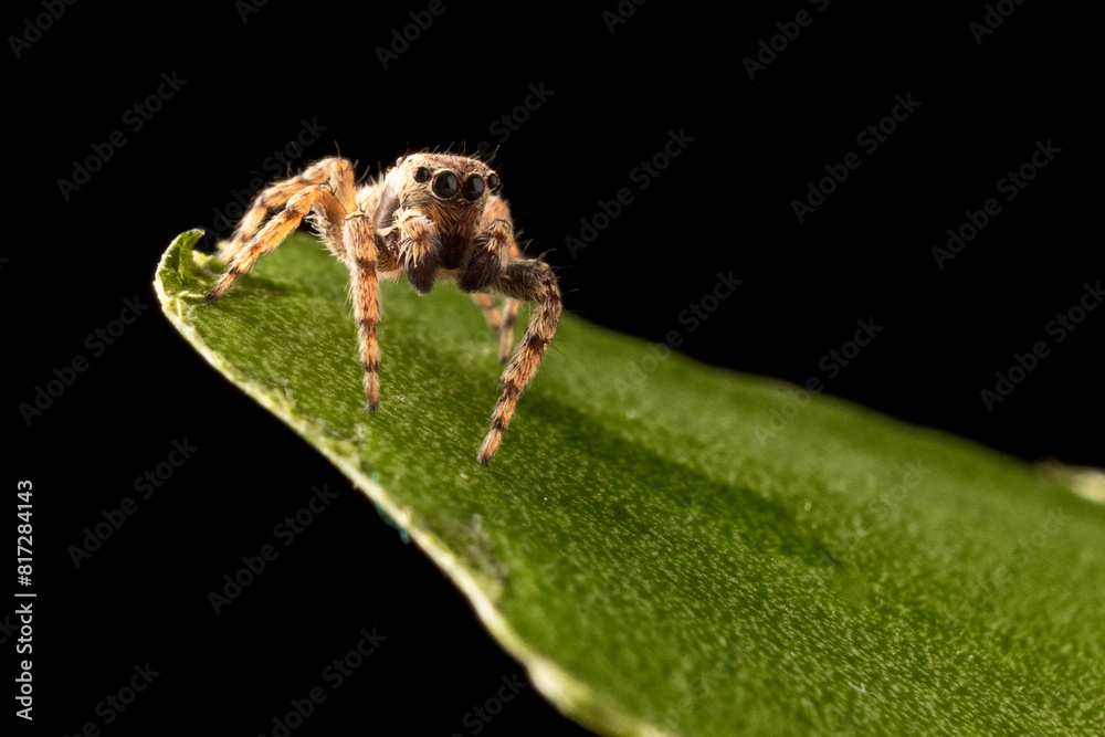 Naklejka premium ARAÑA SALTARINA