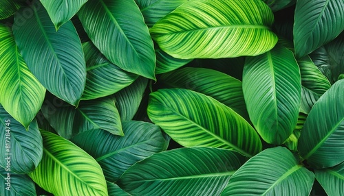 nature leaves green tropical forest background concept