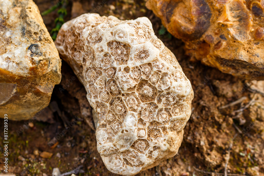 A fragment of fossilized colonial coral lying on the ground, searching for fossils. Kaluga region, Russia