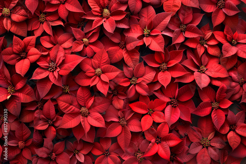 Background top view red poinsettia plants. Nativity festive texture, xmas wallpaper, december banner, postcard, greeting card, holiday invitation, flatlay style. Winter backdrop close up, copy space.