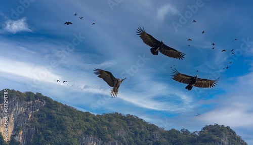 four huge vulture in flight low angle view flock of himalayan griffon soaring with fully wingspan while crows chasing in blue sky over klong kata dam phuket