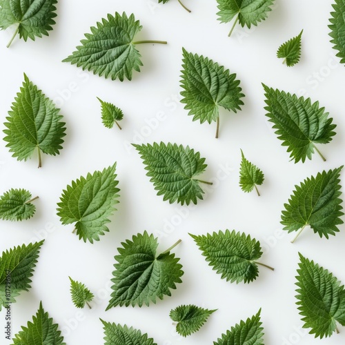 Green Nettles Leaves Pattern on White Background