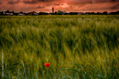Poppies in the wheat, Mandrogne, Alessandria, Piedmont, Italy