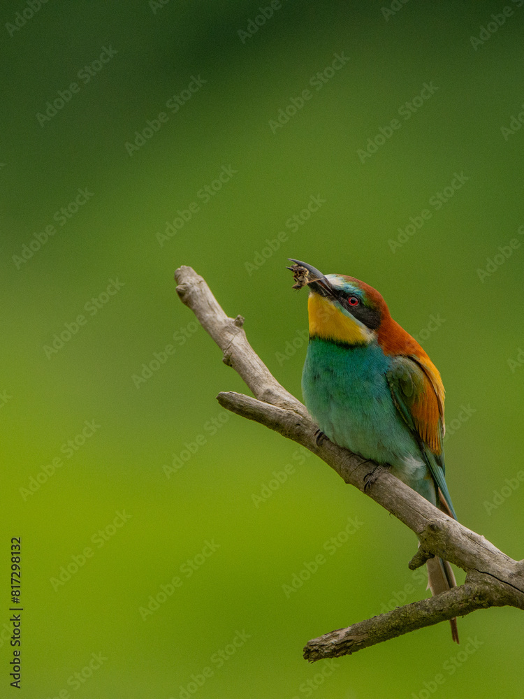 Obraz premium Bee eater Merops apiasterżołna