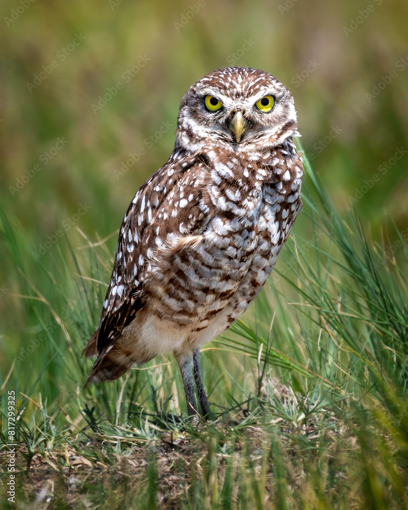 Burrowing Owl