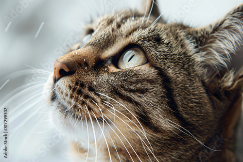 Closeup of a tabby cat's face looking up with snowflakes on its fur. Closeup photograph of a curious cat. Pet care and winter concept. Design for pet products, posters, and greeting cards
