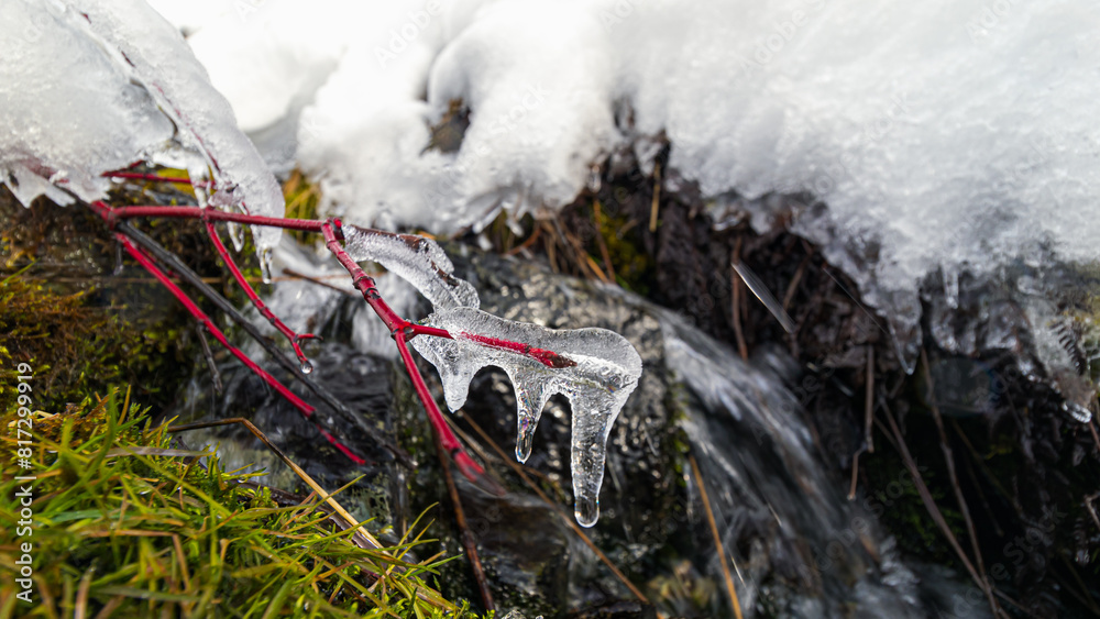 Obraz premium Red twig in winter with snow and creek